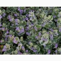 Продам саженцы живучки ползучей(Ajuga reptans) Атропурпуреа