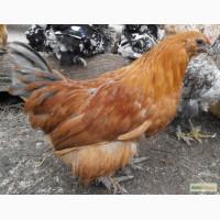 Куры декоративные кучерявые