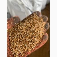 Насіння гірчиці білої, сидерат