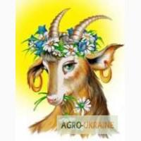 Коза дуже хороша Дійна дає від 3 літрів молока на день