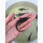 Малек осетра (стерлядь, веслонос)