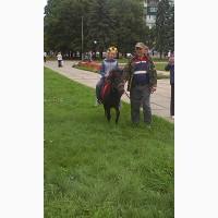 Продаю пони