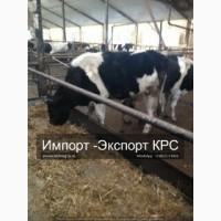 Племенные нетели Молочных пород