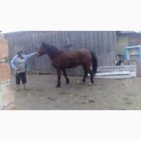 Продам коня ваговоза