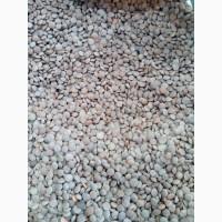 Продам сочевицю червону