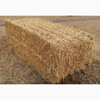 Продам пшеничну солому в тюках