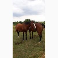 Продам дві кобили