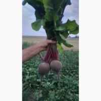 Продам свеклу, сорт Кестрел