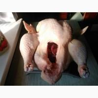 Продам мясо домашнього індика