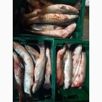 Продам азовский пеленгас! Очень вкусный
