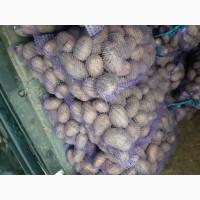 Продам товарный картофель, сорт Славянка