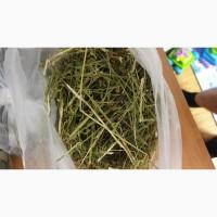 Продам лекарственные травы