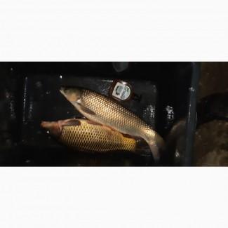 Зарибок та товарна риба