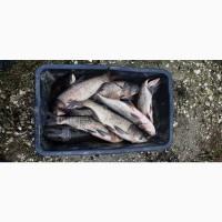 Зарибок та товарна риба