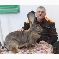 Продам виводок нутрії та кролів!ТЕРМІНОВО₴