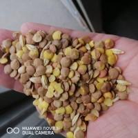 Продаємо відходи гірчиці білої, сочевиці, нуту