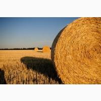 Куплю сіно, солому в великих обємах в тюках, по всій Україні