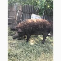 Продам свиней живою вагою
