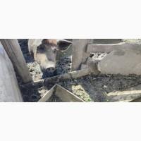 Поросята кармали