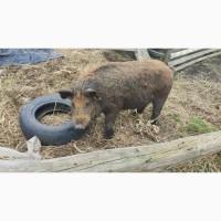 Поросята кармали