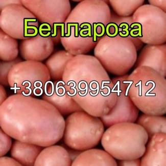 Насіння Белларози. Агропідприємство починає реалізацію з 3-го вересня