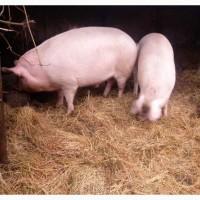 Продам домашнього кабана