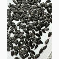 Продам калібрований кондитерський соняшник «Гудвін»