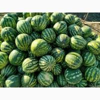 Продаємо кавун сорт АУ Продюсер, об#039;єм присутній, дуже солодкий