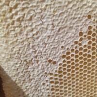 Мед 2025 різнотравʼя з соняшником