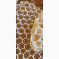 Мед 2025 різнотравʼя з соняшником