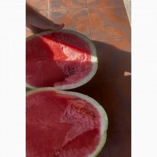 Продам кавун Арашан, Талісман