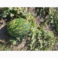 Продам кавун Арашан, Талісман