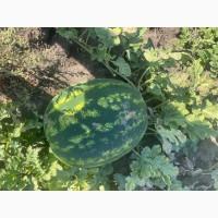 Продам кавун Арашан, Талісман