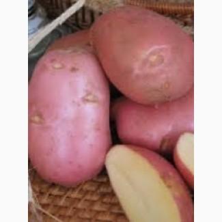 Посадкова картопля Ред Леді Житомирська область купити якісну, роздріб від 10 кг