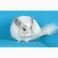 Шиншила дівчинка біла ангора (з довгим хутром)