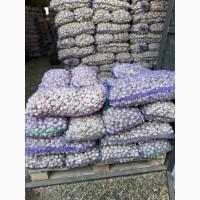 Продам часник фракція 5+/товарний часник на експорт