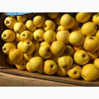 Продам яблука голден 2 сорту