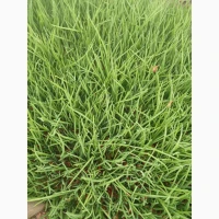 Куплю зелёный лук на постоянной основе