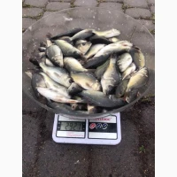 Продаж якісного зарибку