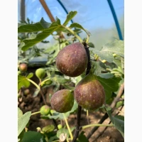 Продам саджанці інжиру