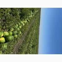 Продам кавун оптом / Продам арбуз оптом Талісман