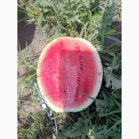 Продам кавун сорту лузітана