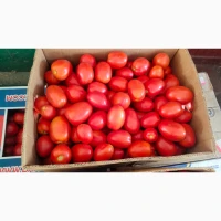 Продам помідор сливка свіжа