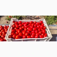 Продам помідор сливка свіжа