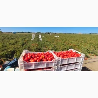 Продам помідор сливка свіжа