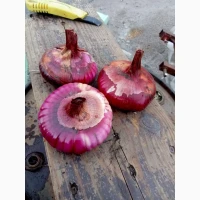 Цибуля Ялтинська
