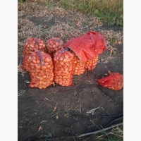 Продам лук Штутгарт