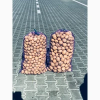 Продам товарну і насіння картоплі рів’єра