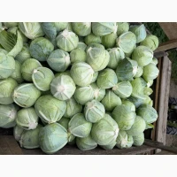 Капуста