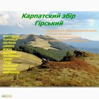 Чай карпатскький збір гірський